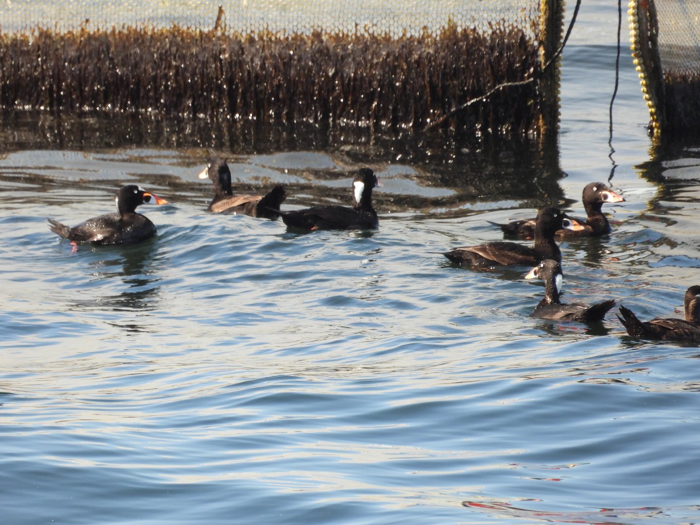 05/24/2025 - Surf Scoter (Melanitta perspicillata)