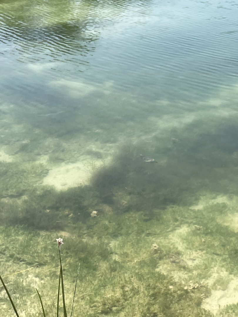 06/12/2024 - Sonoyta Mud Turtle (Kinosternon sonoriense longifemorale)