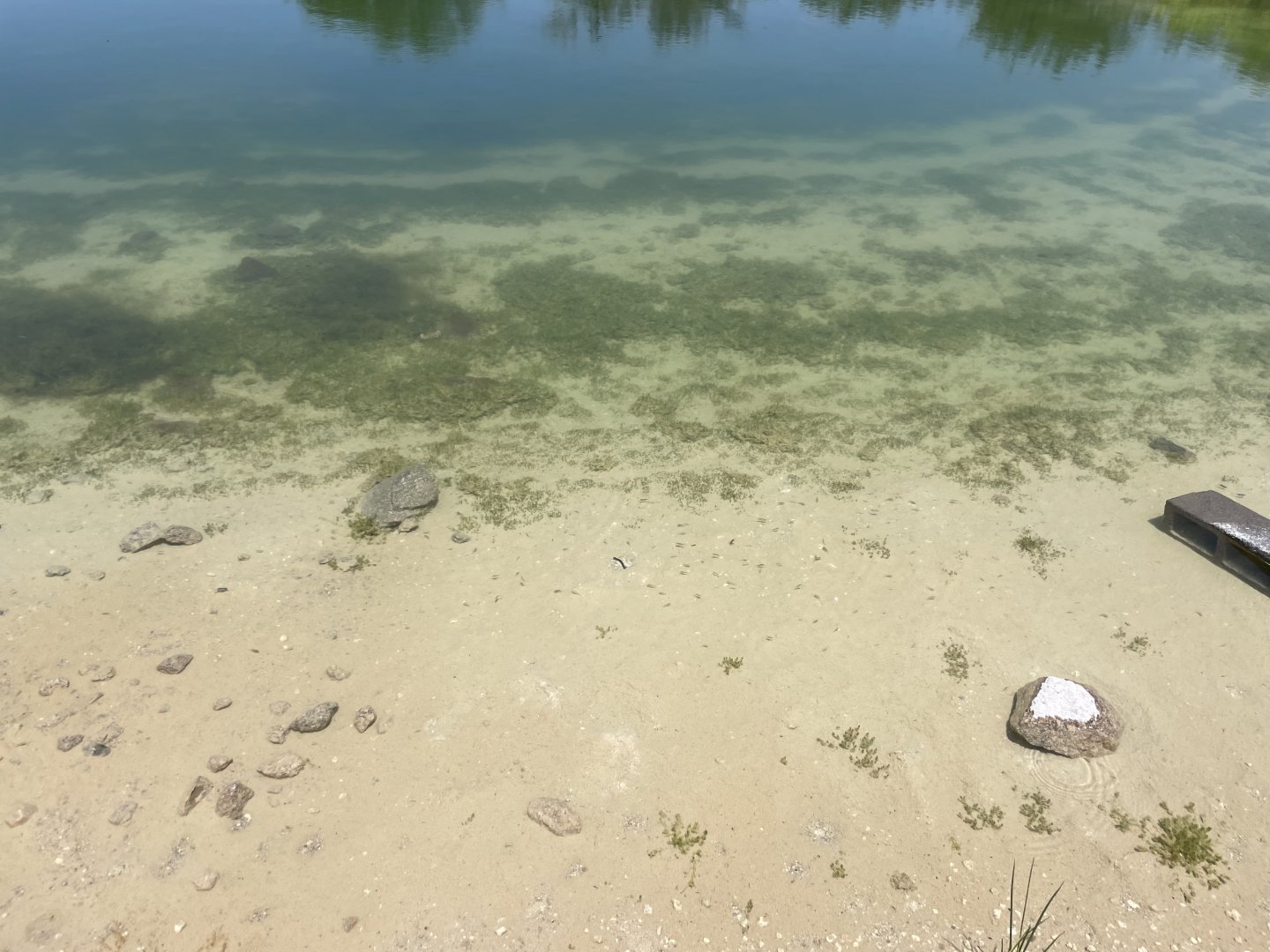 06/12/2024 - Sonoyta Pupfish (Cyprinodon eremus)