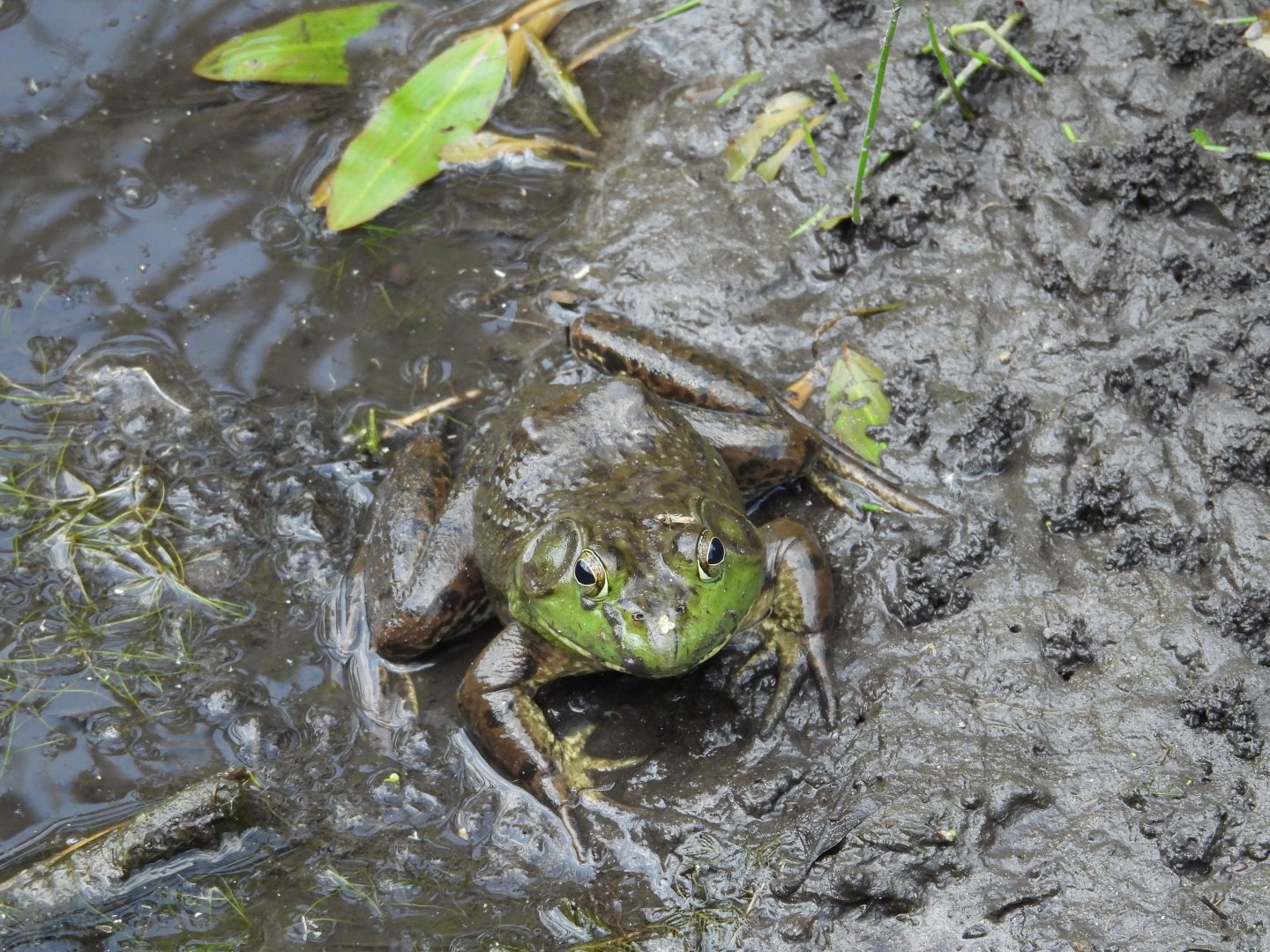 06/17/2025 - American Bullfrog (Lithobates catesbeianus)