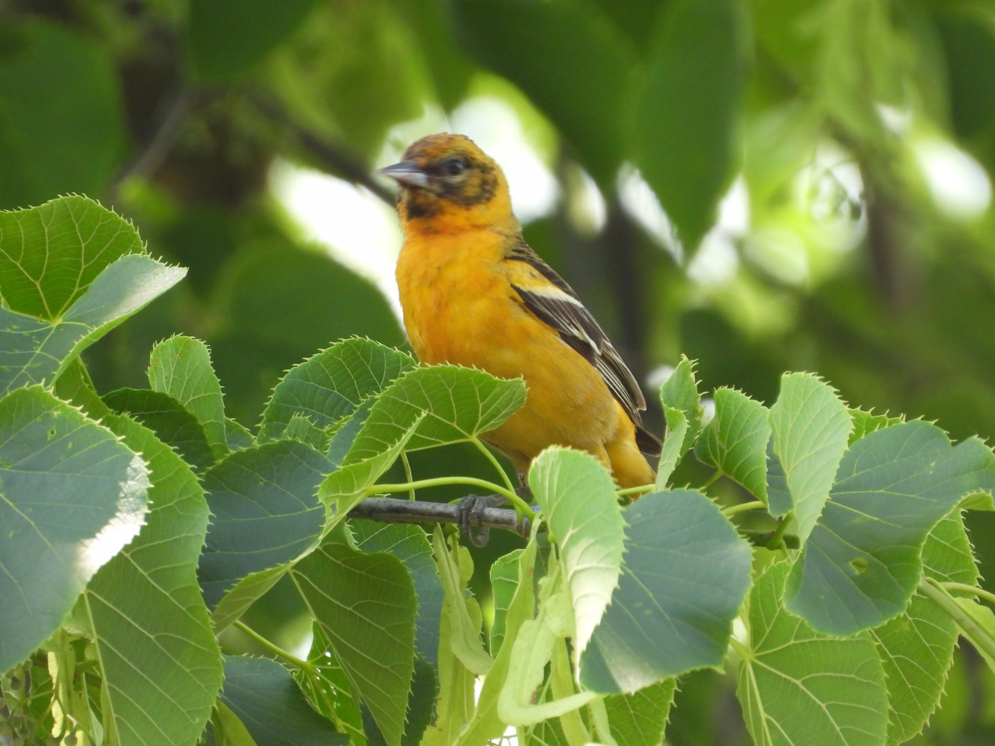 06/17/2025 - Baltimore Oriole (Icterus galbula)
