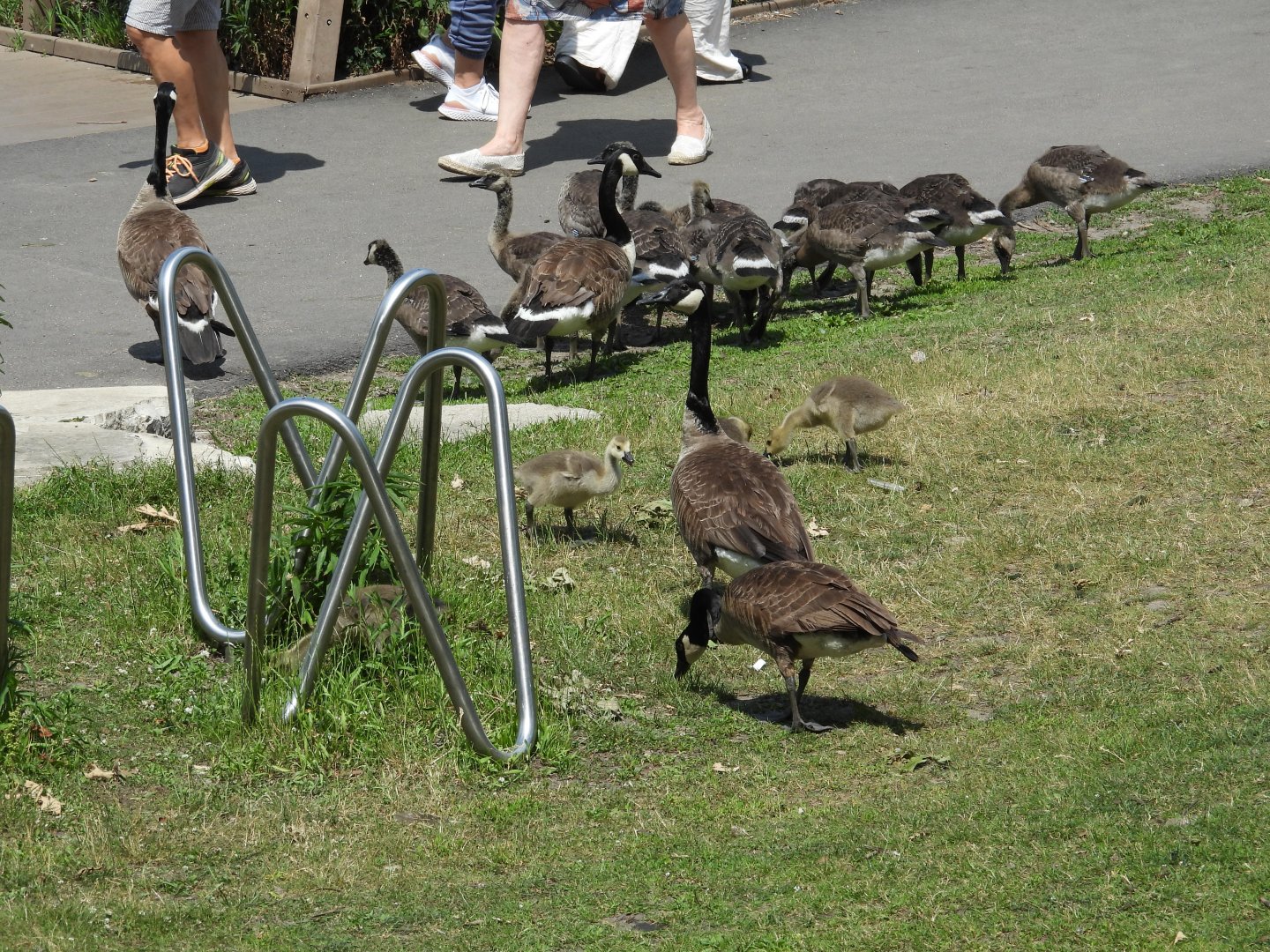 06/17/2025 - Canada Goose (Branta canadensis)