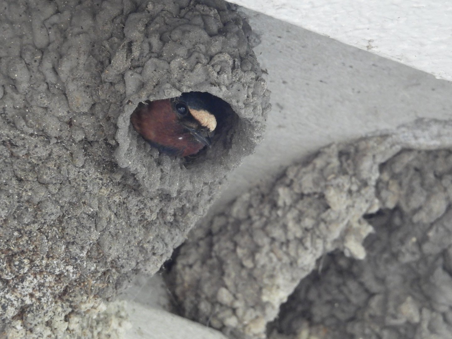 06/17/2025 - Cliff Swallow (Petrochelidon pyrrhonota) in Nest