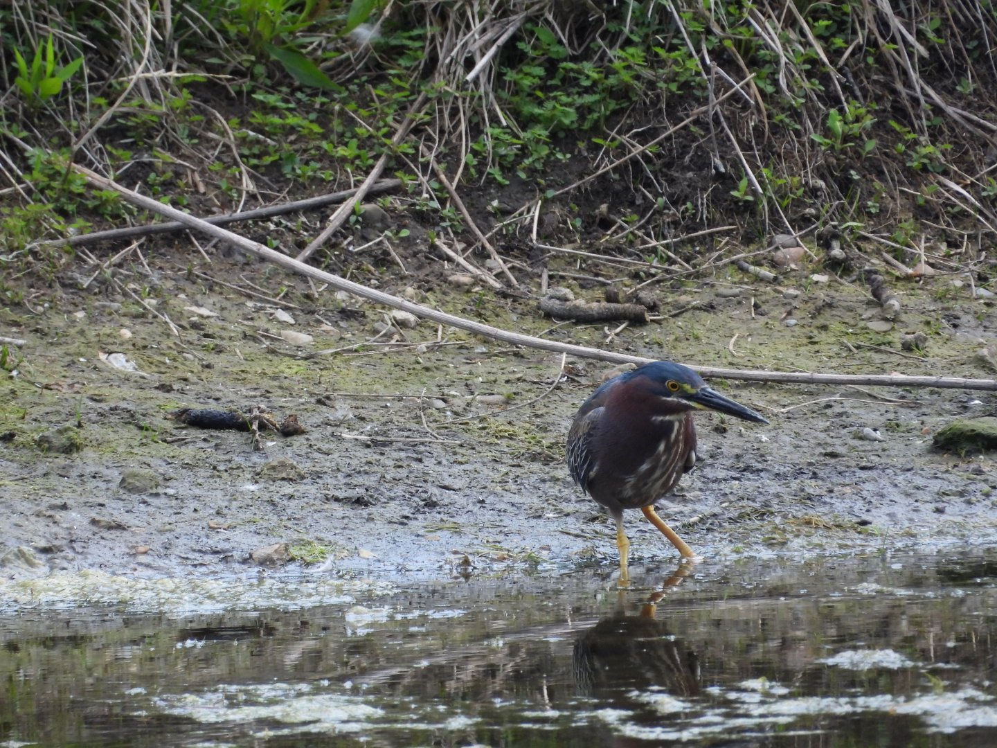06/17/2025 - Green Heron (Butorides virescens)
