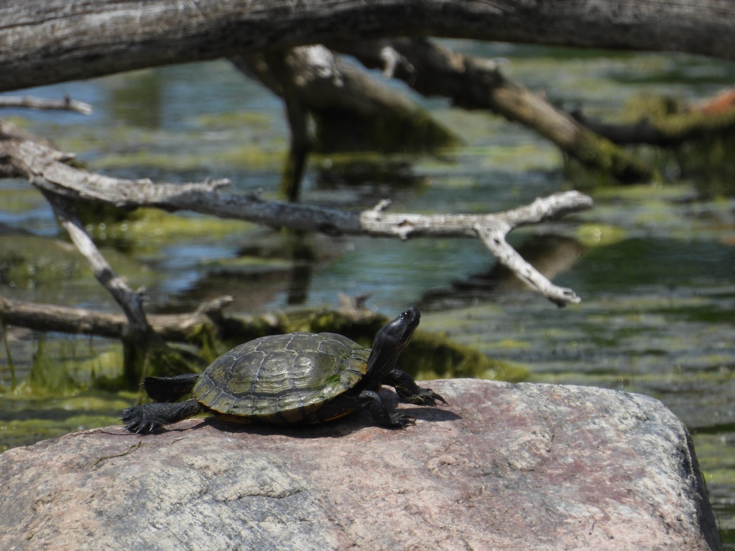 06/17/2025 - Pond Slider (Trachemys scripta)