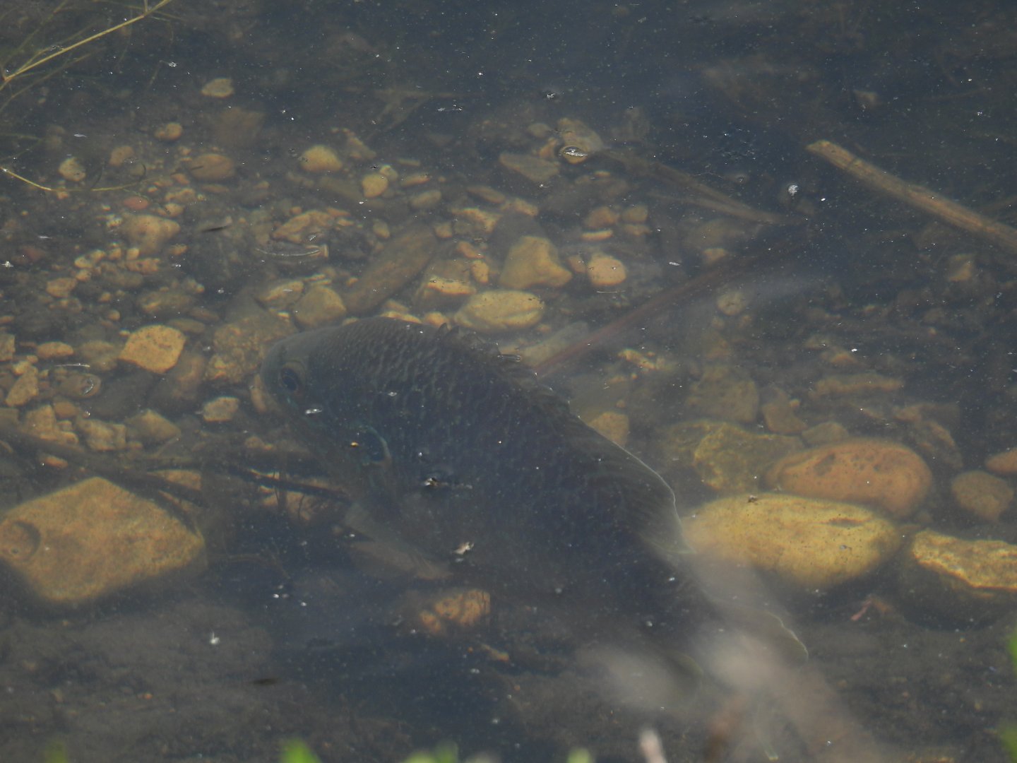 06/17/2025 - Pumpkinseed (Lepomis gibbosus)