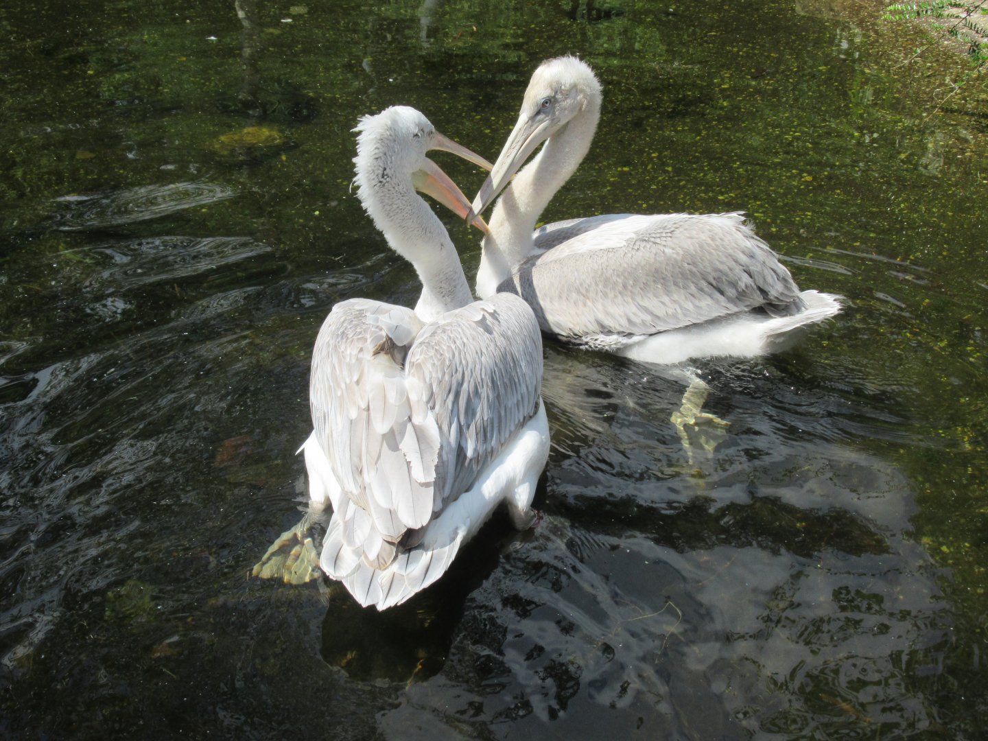 06 2024 - Dalmatian Pelicans, adult and youngster