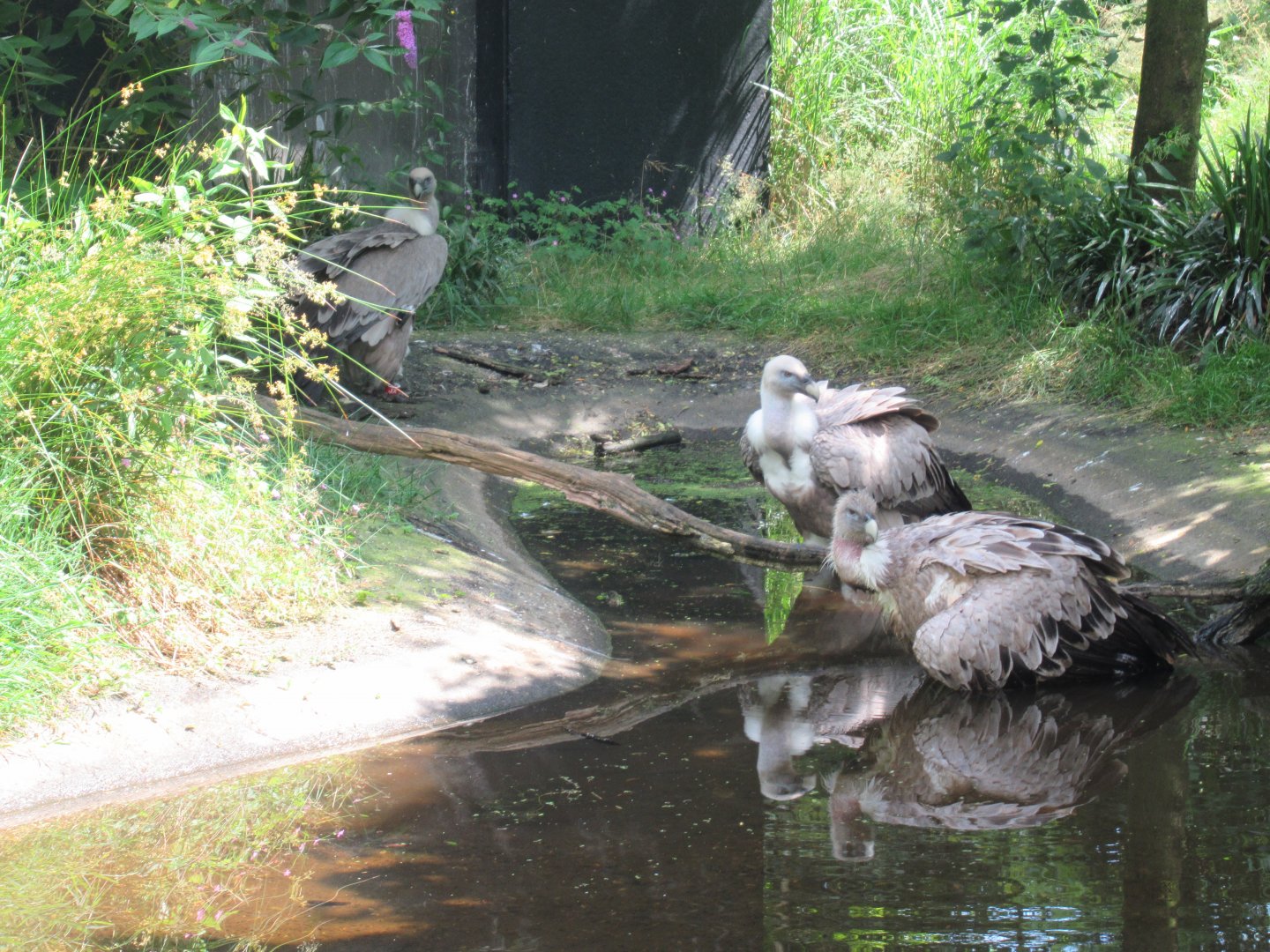 06 2024 - Eurasian griffon vultures, adults