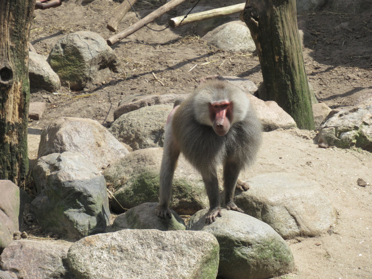 06 2024 - Hymadrias baboon, adult male