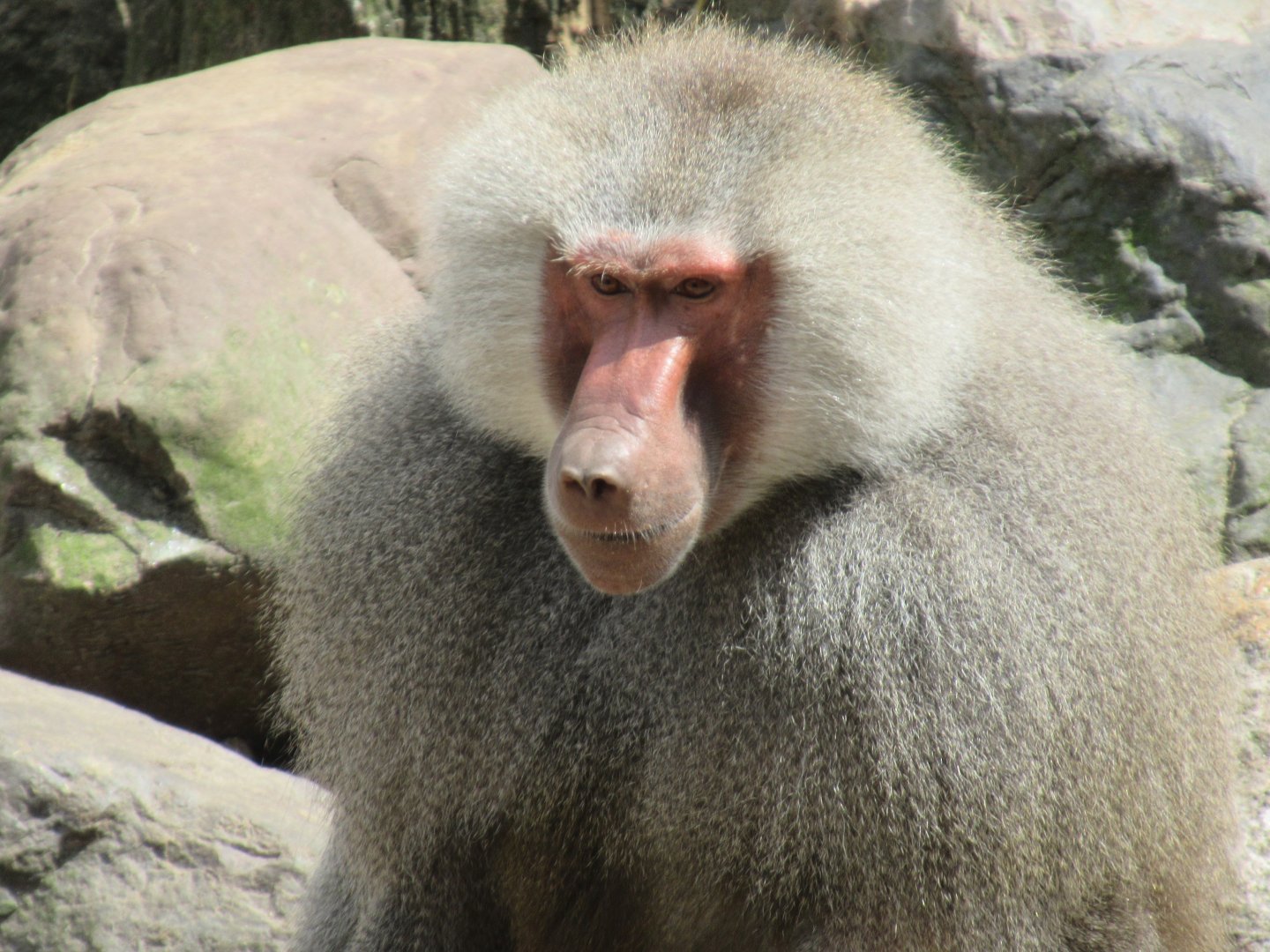 06 2024 - Hymadrias baboon, adult male