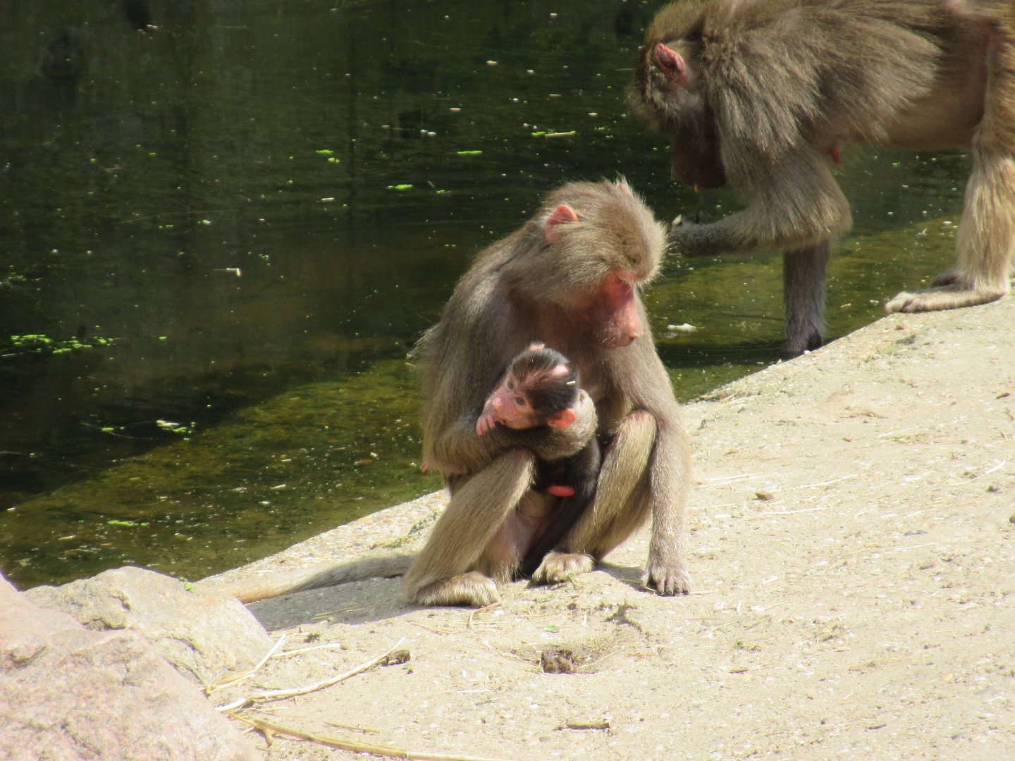 06 2024 - Hymadrias baboons, adult female and youngster