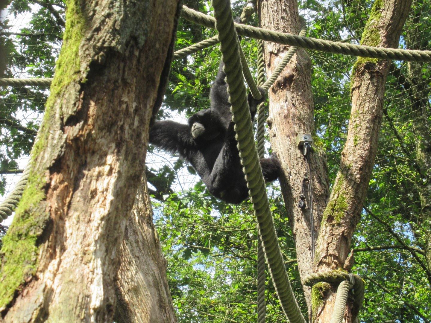 06 2024 - Siamang