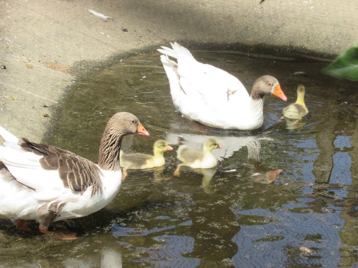 06 2024 - Twente geese, adult male and female and their youngsters