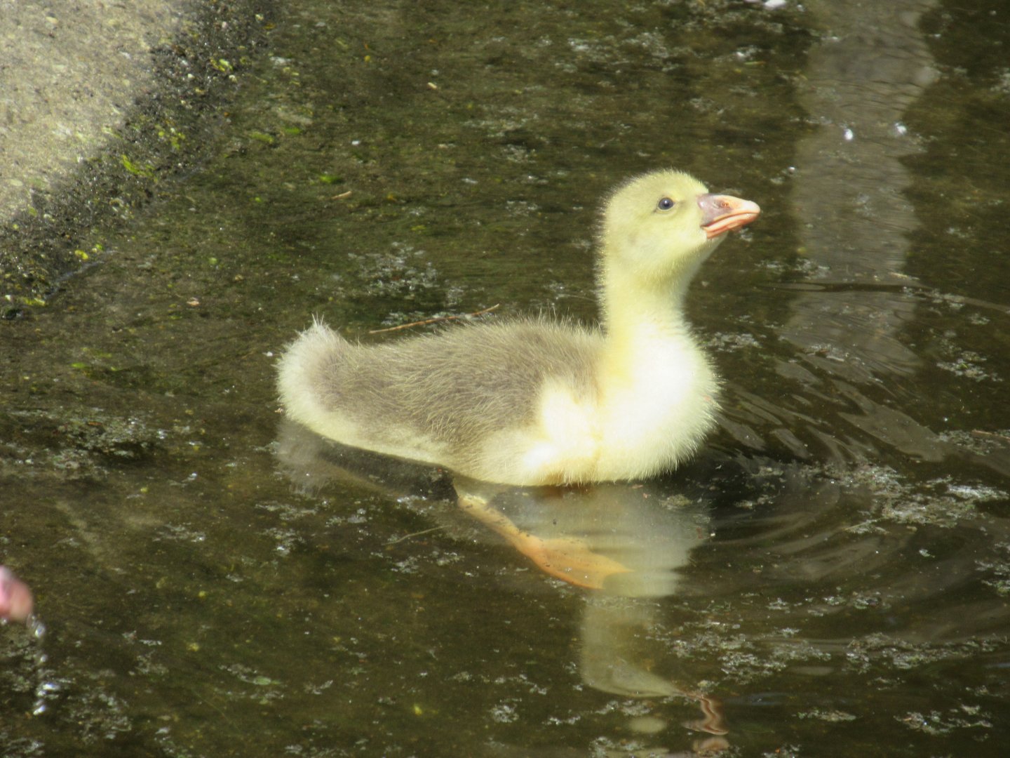 06 2024 - Twente goose, youngster