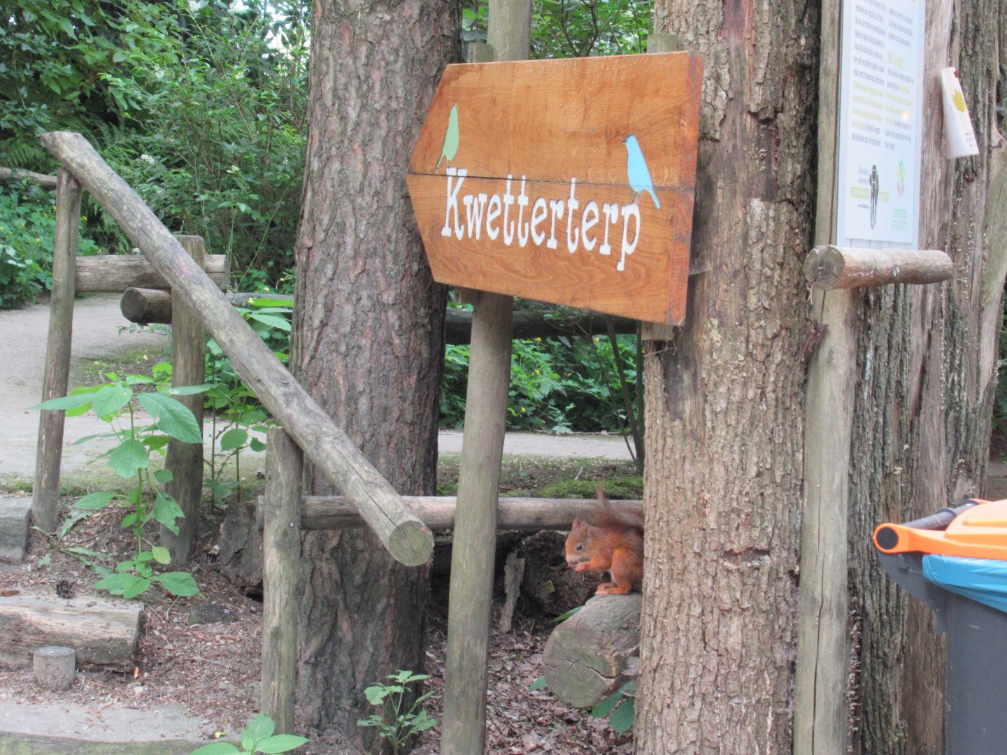 06 2024 - Wild red squirrel at the 'Kwetterterp'