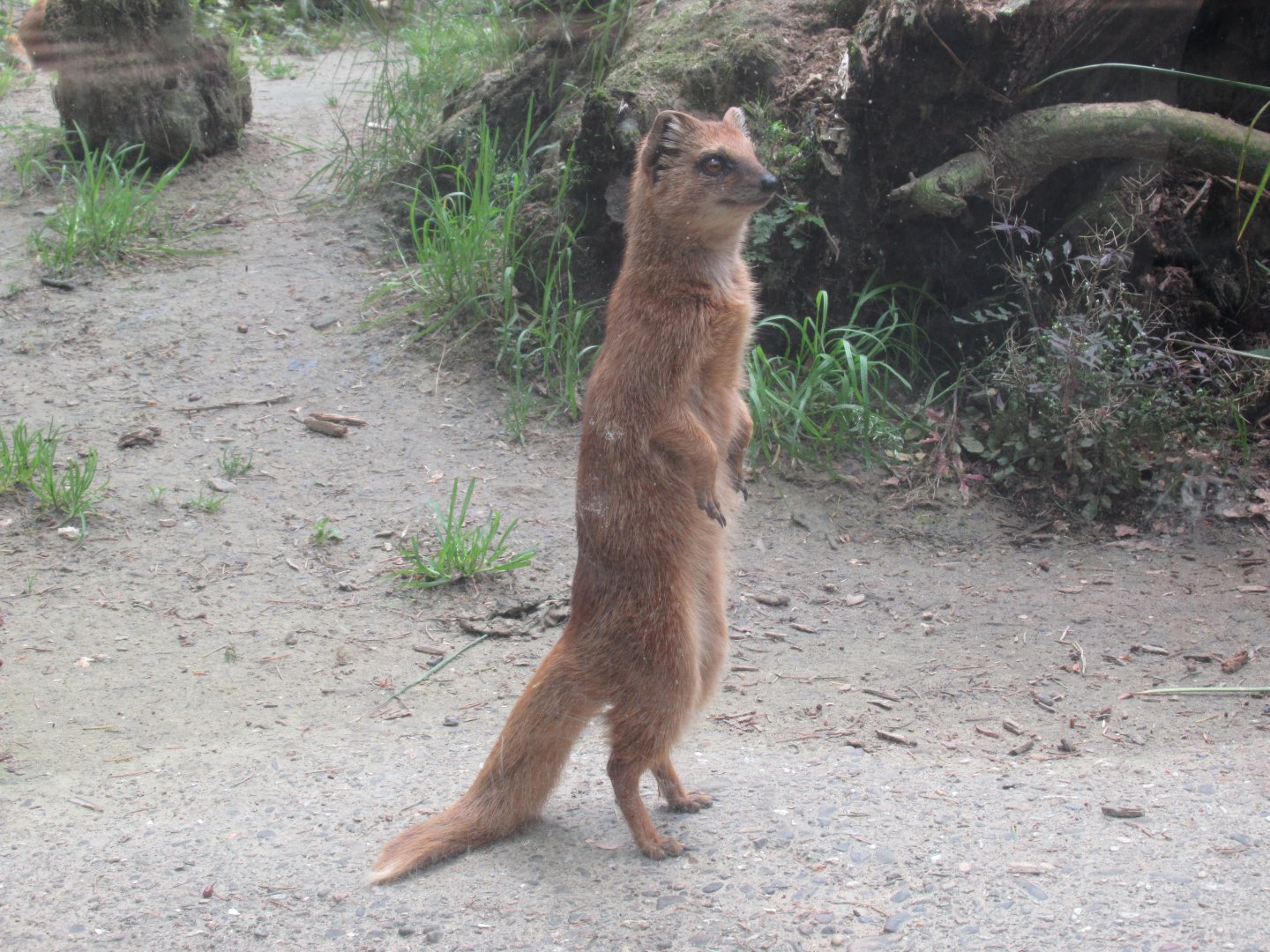 06 2024 - Yellow mongoose