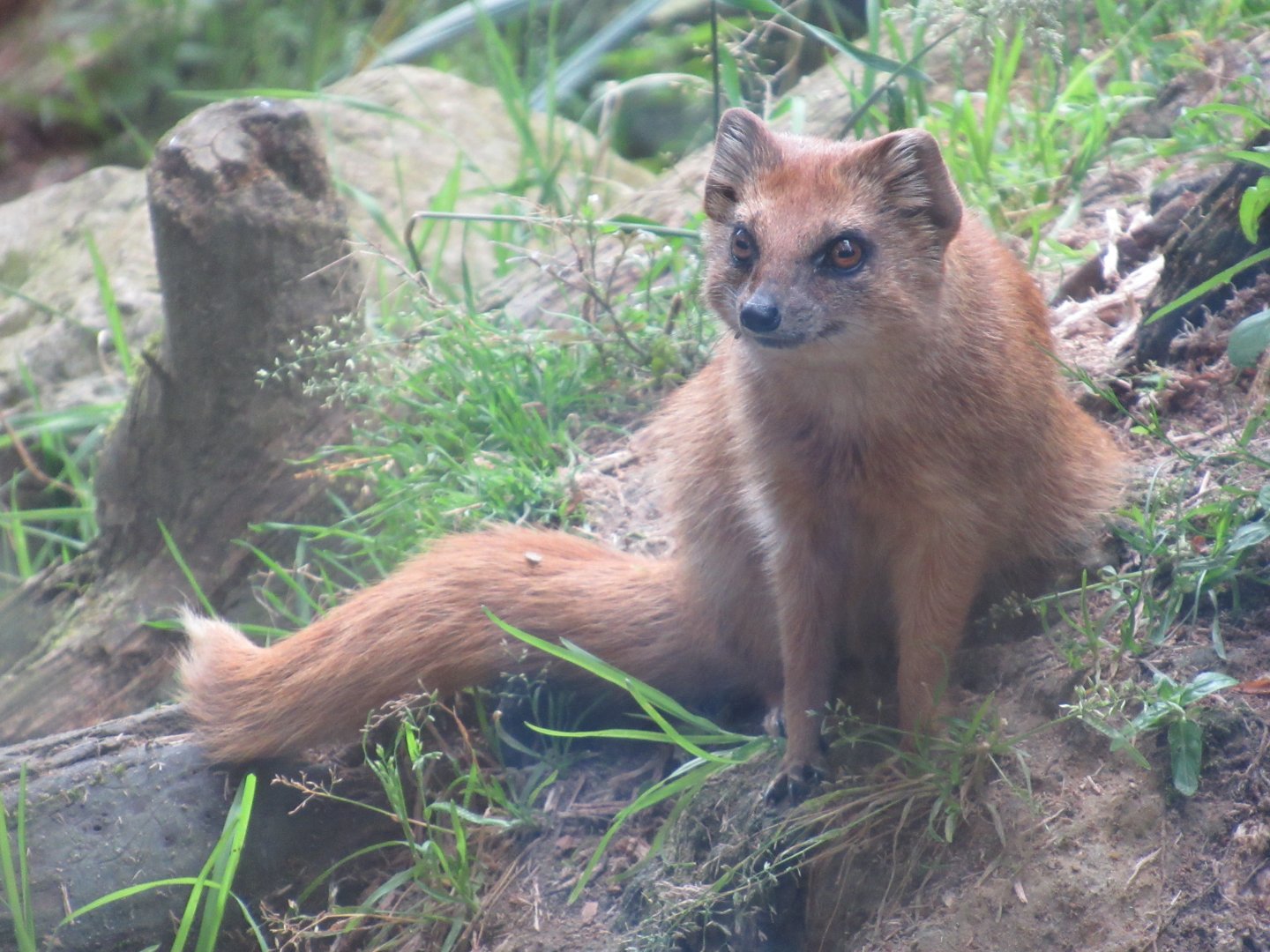 06 2024 - Yellow mongoose