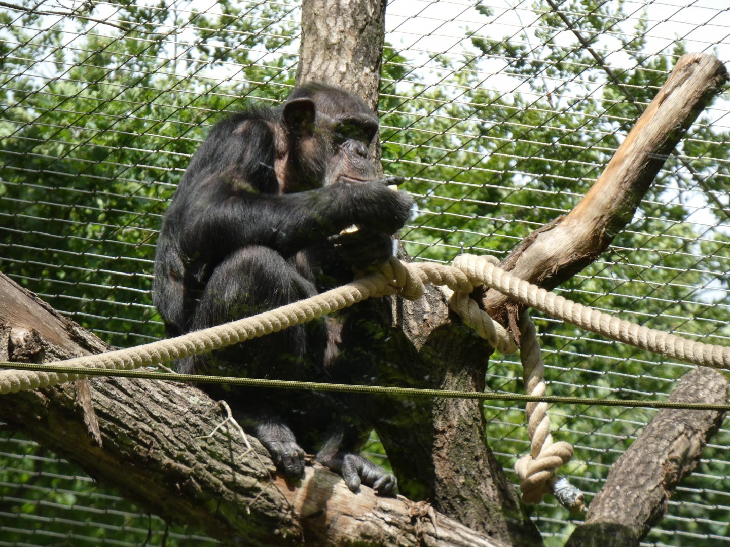 06 2025 - Adult chimp feeding in climbing structure