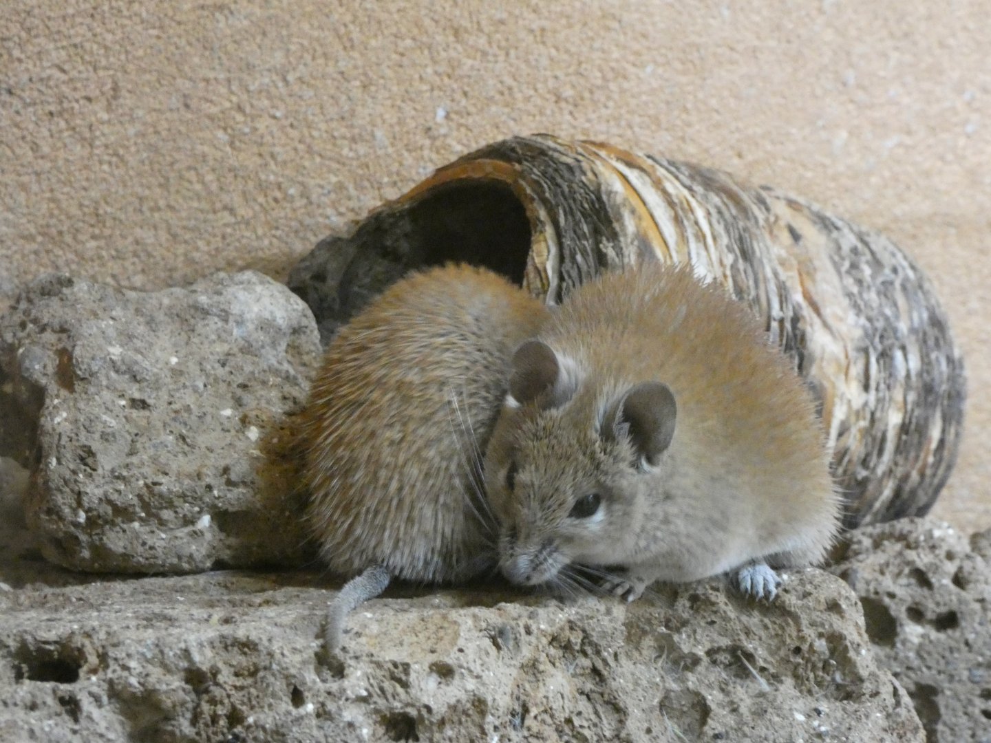 06 2025 - Caïro spiny mouse