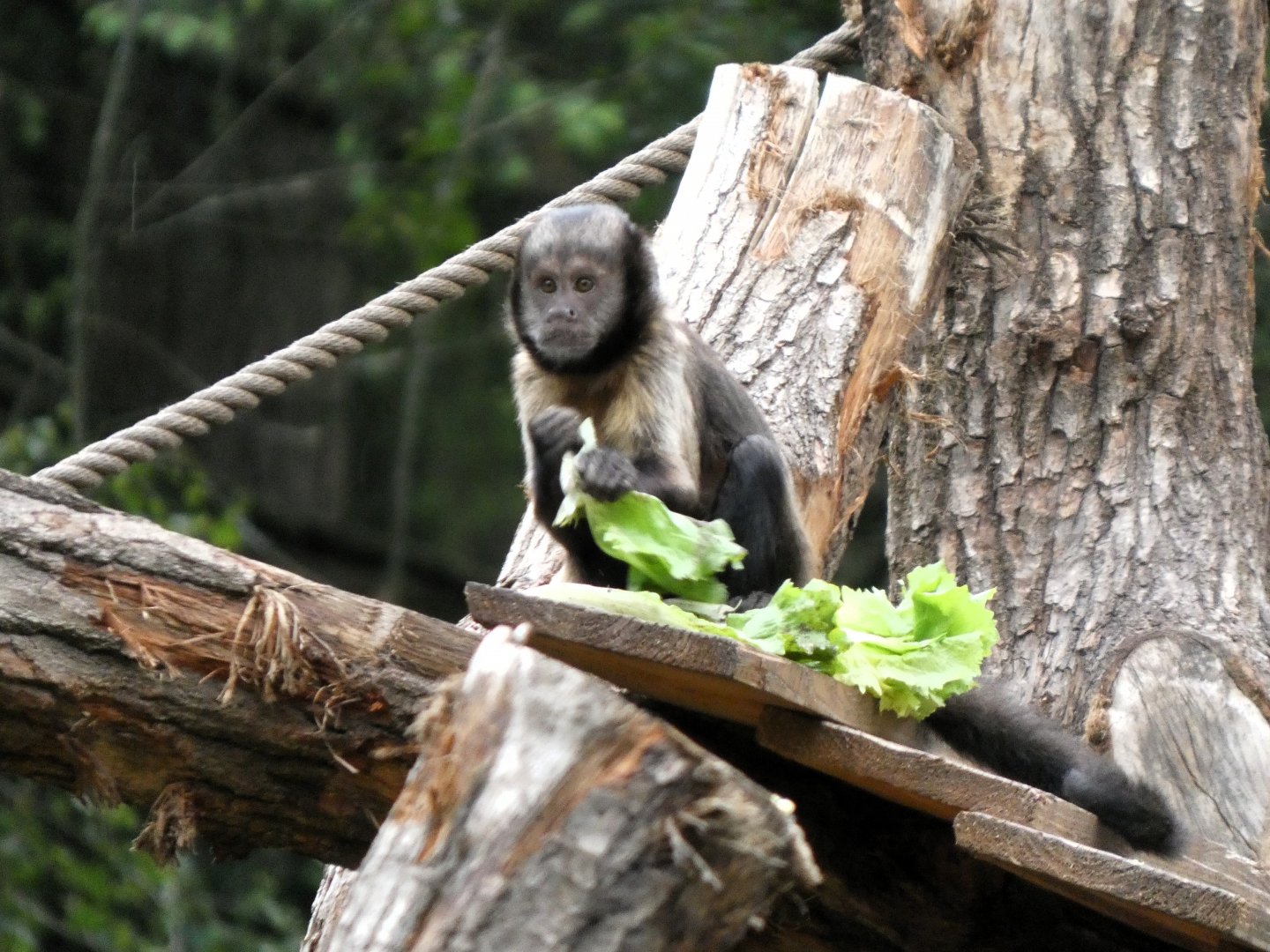 06 2025 - Capuchin monkey