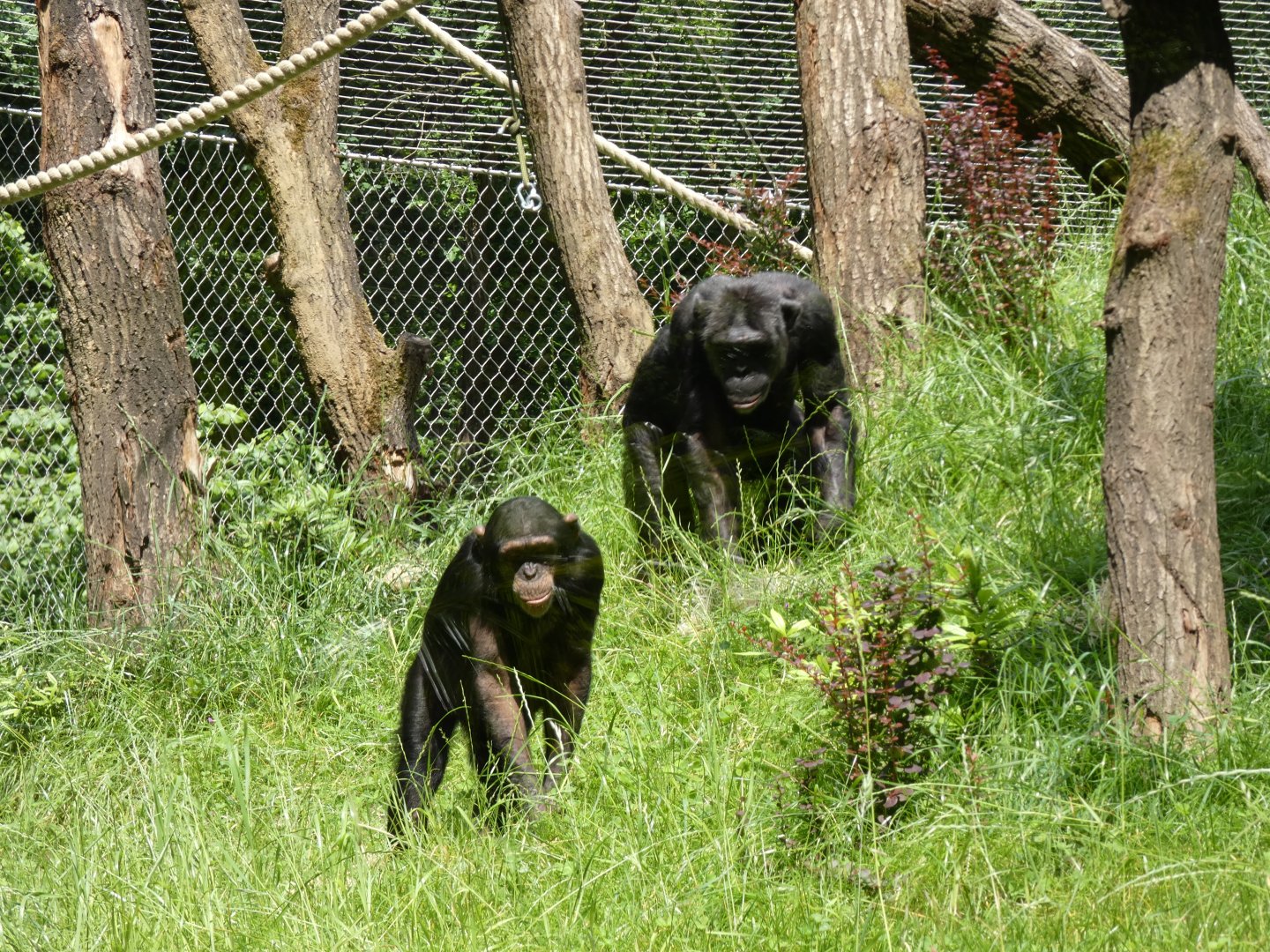 06 2025 - Chimpansees foraging in outside enclosure