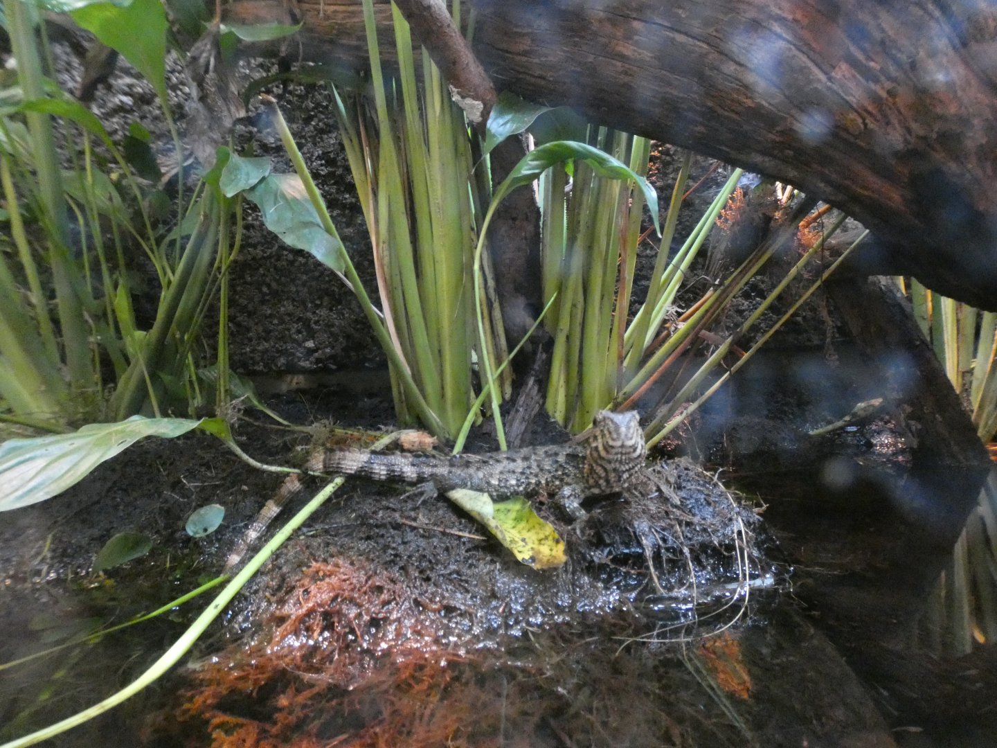 06 2025 - Chinese crocodile lizard
