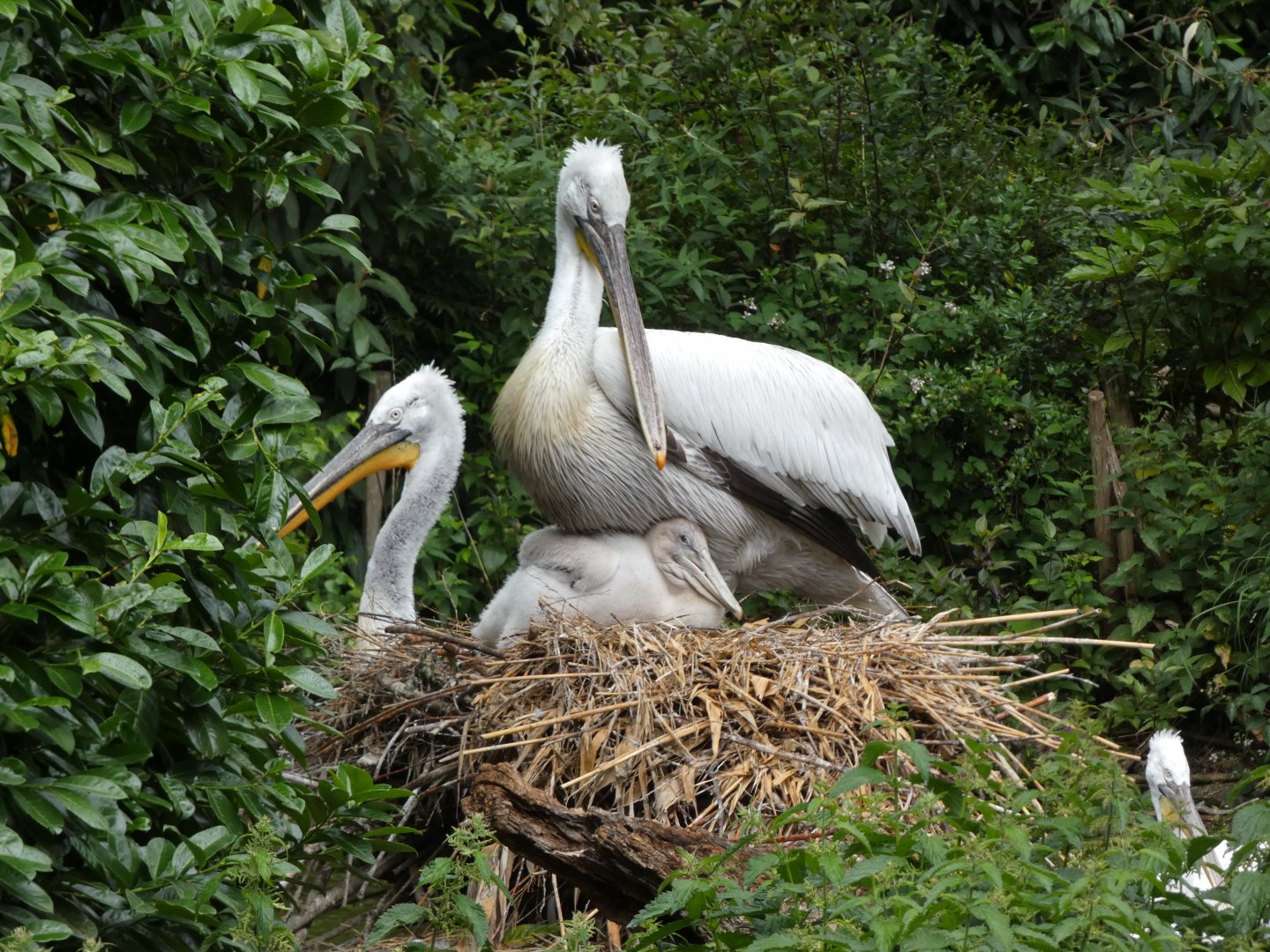 06 2025 - Dalmatian pelican hatchling