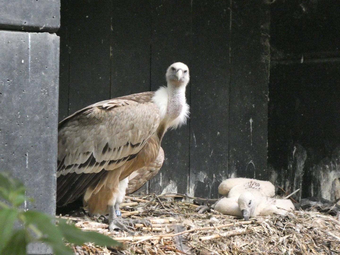 06 2025 - Eurasian griffon vulture nest with hatchling
