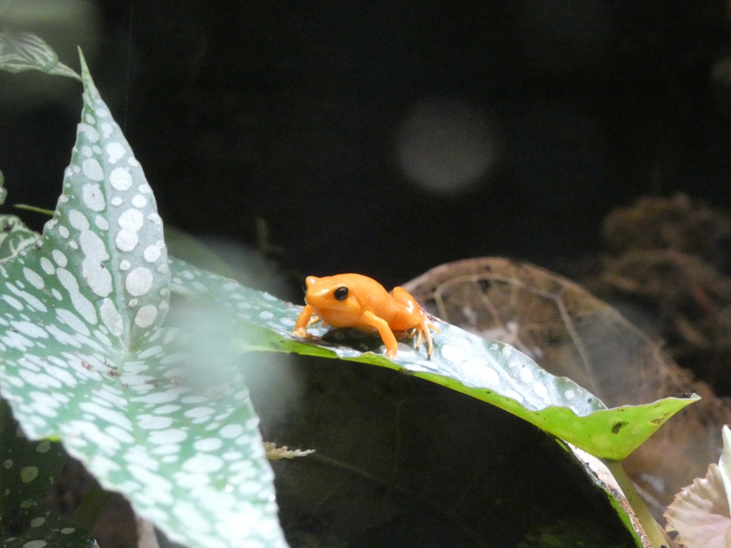 06 2025 - Golden frog