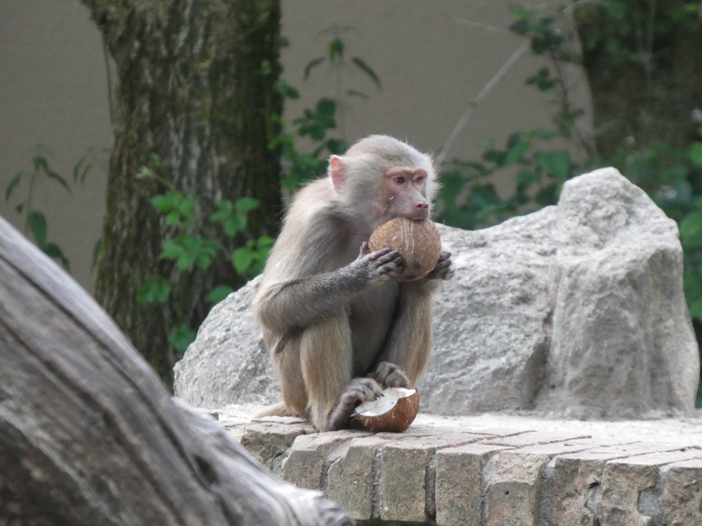 06 2025 - Hamadryas baboon with whole coconut enrichment