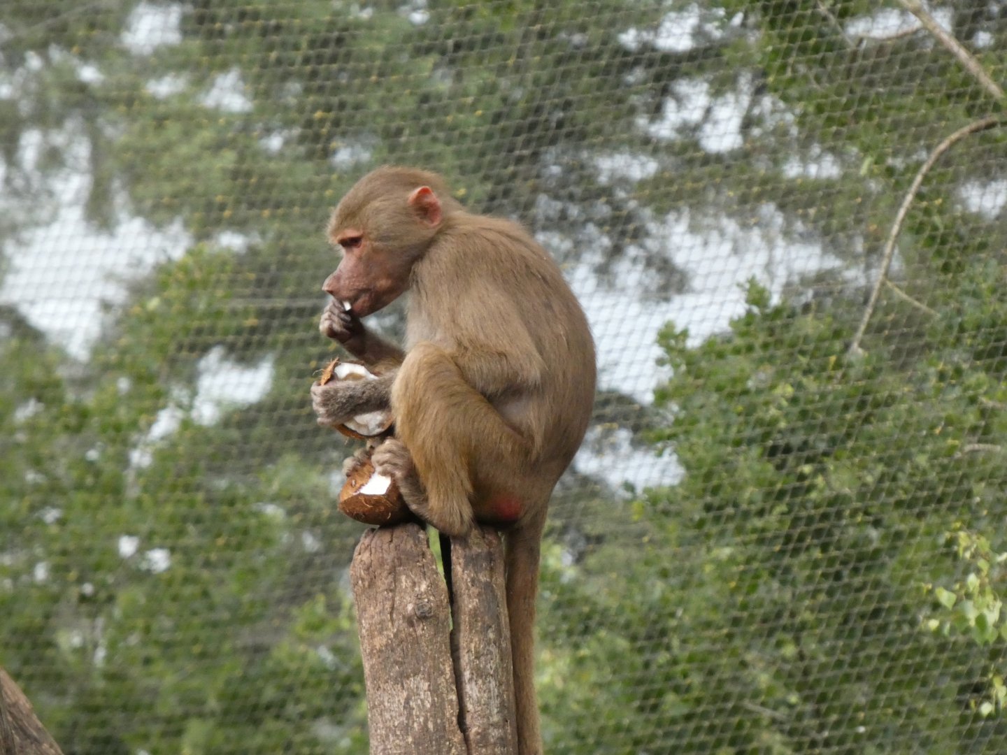 06 2025 - Hamadryas baboon with whole coconut enrichment