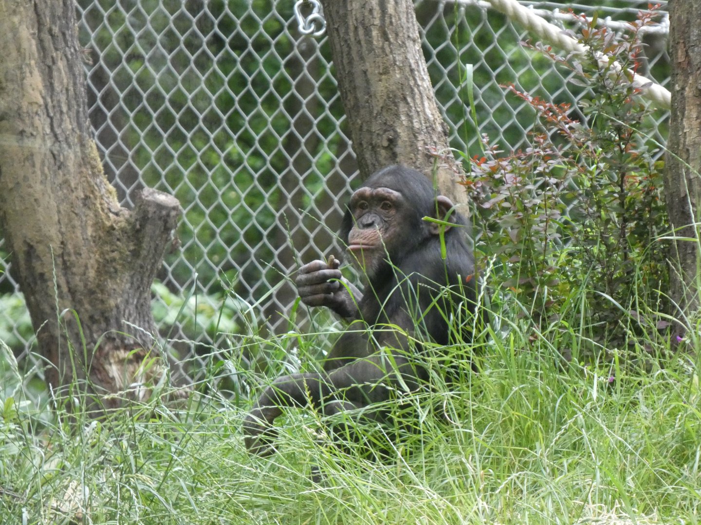 06 2025 - Juvenile chimp in outside enclosure