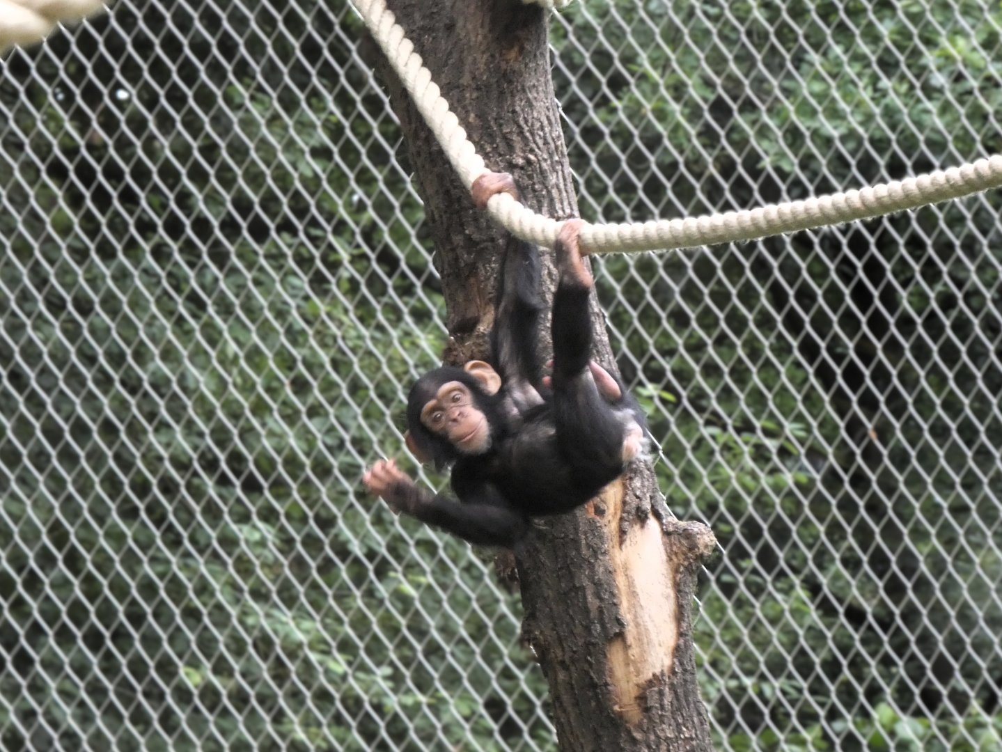 06 2025 - Young chimpansee playing on climbing structure
