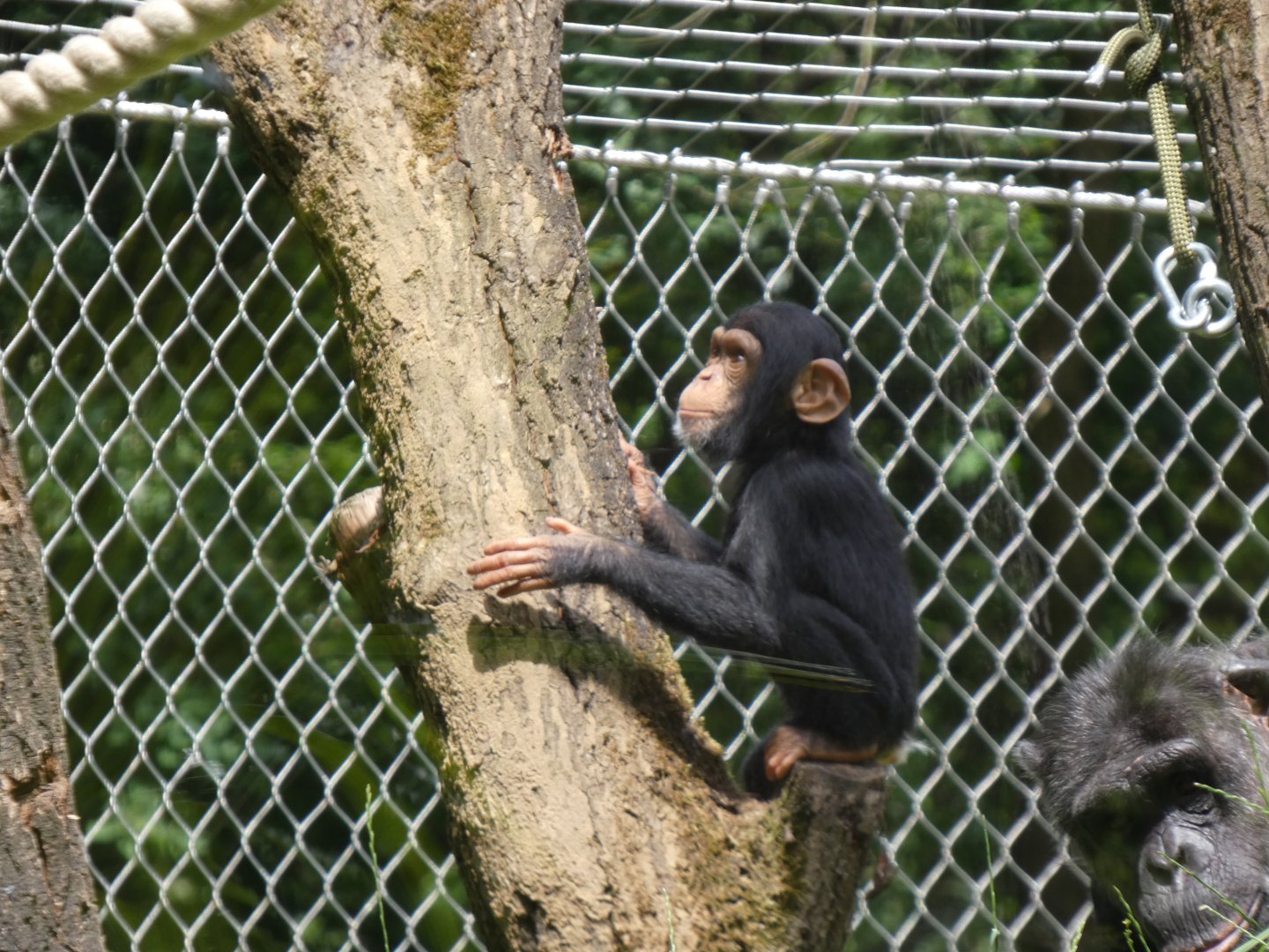 06 2025 - Young chimpansee using outside climbing structure