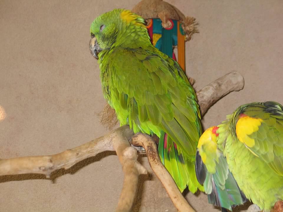 07/27/2014 - Amazona sp.