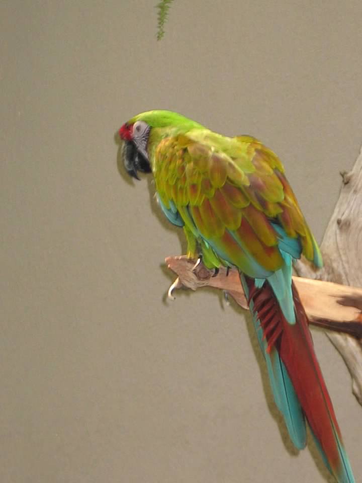 07/27/2014 - Ara sp.