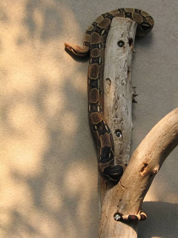 07/27/2014 - Boa Constrictor (?)