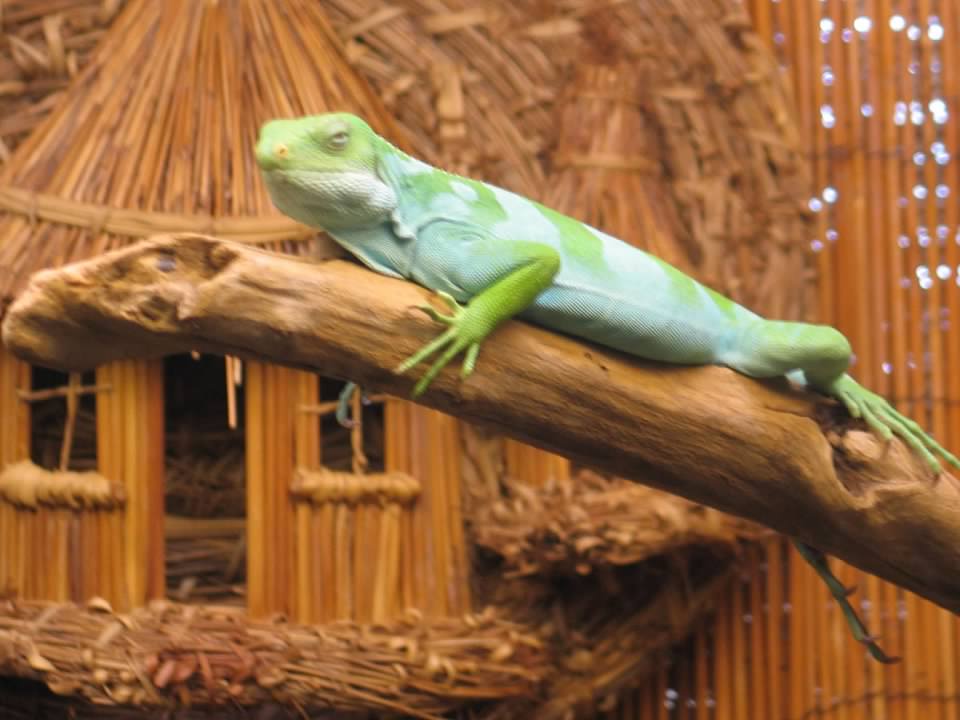 07/27/2014 - Brachylophus sp.