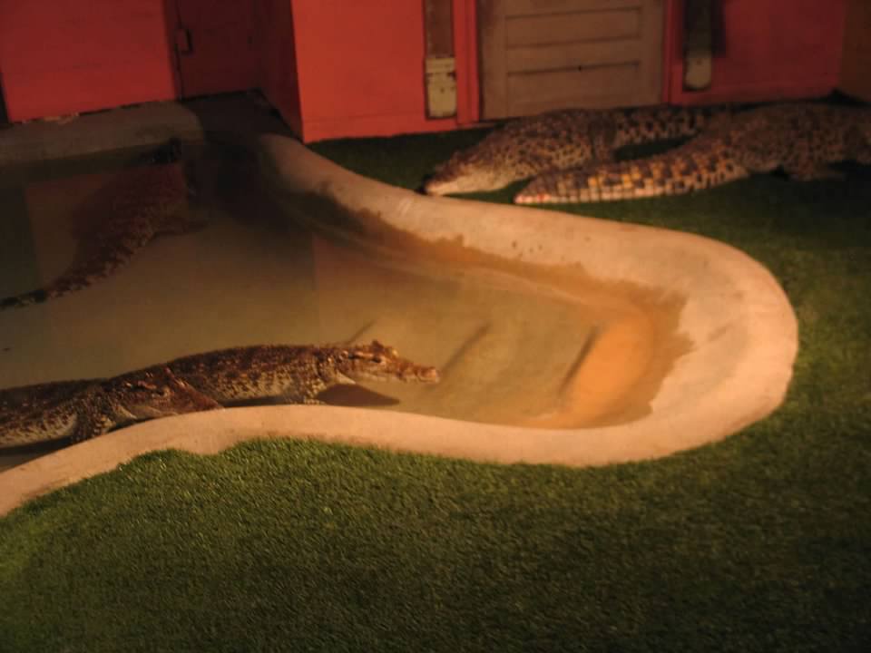 07/27/2014 - Cuban crocodiles