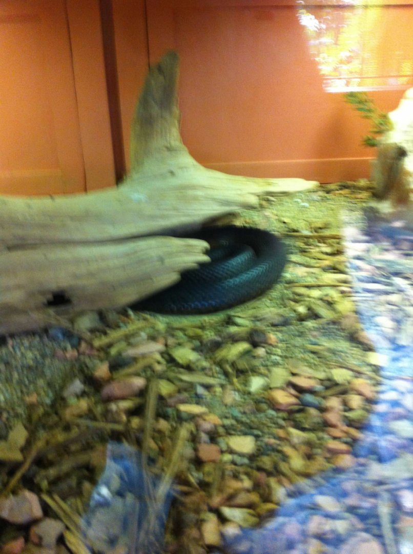 07/27/2014 - Inland Taipan (?)