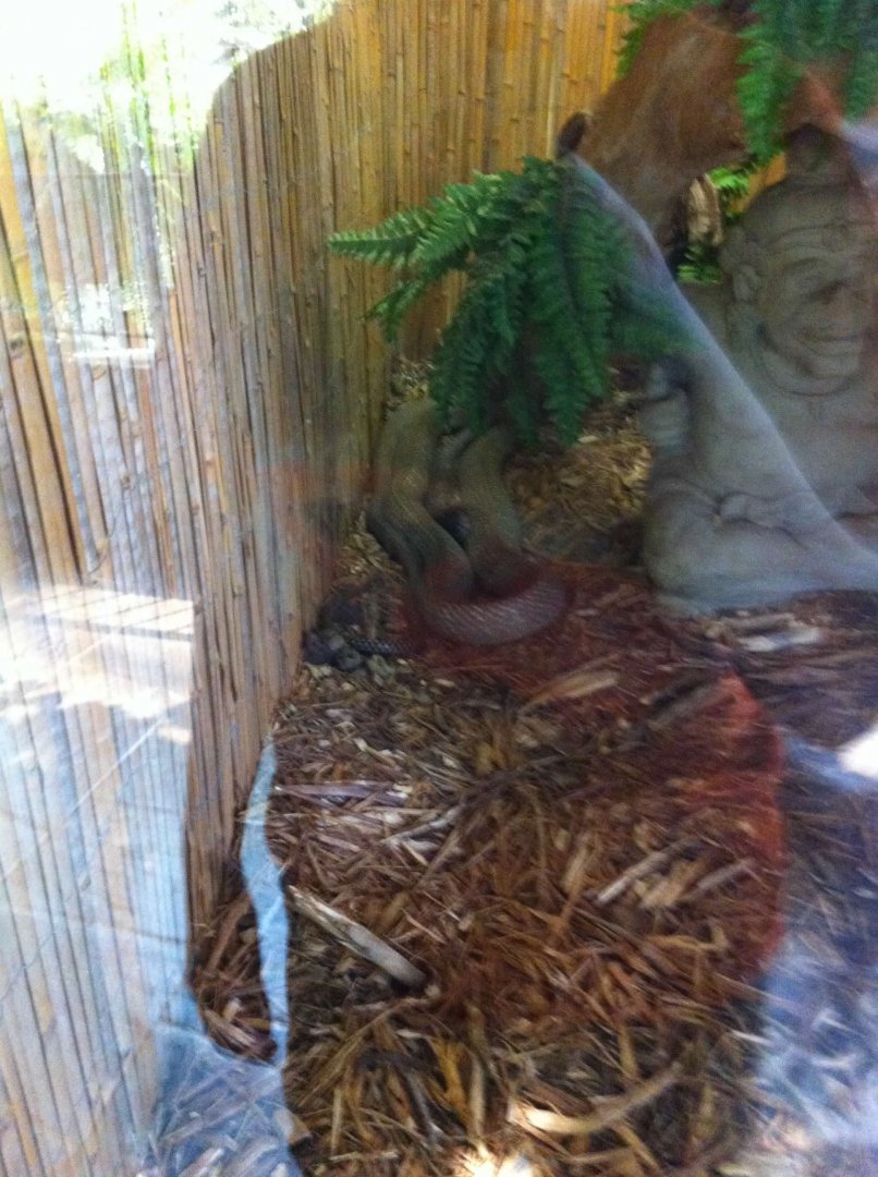 07/27/2014 - King Cobra (?)