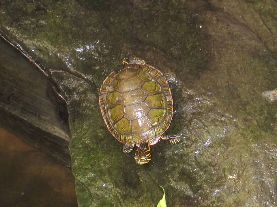 07/27/2014 - Painted turtle (?)