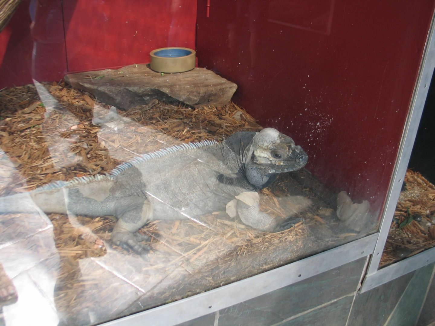 07/27/2014 - Rhinoceros iguana (?)