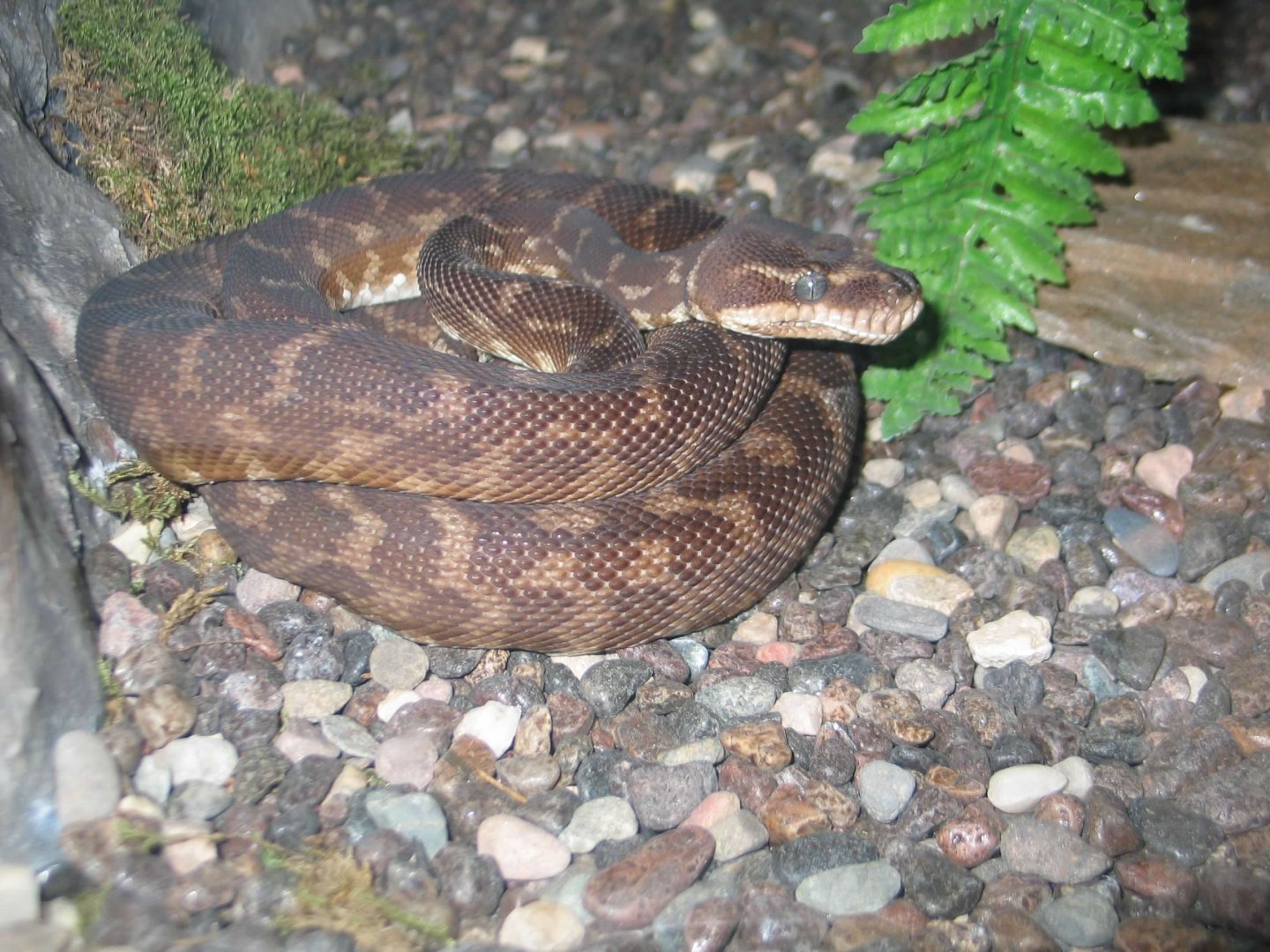 07/27/2014 - Rough-scaled python