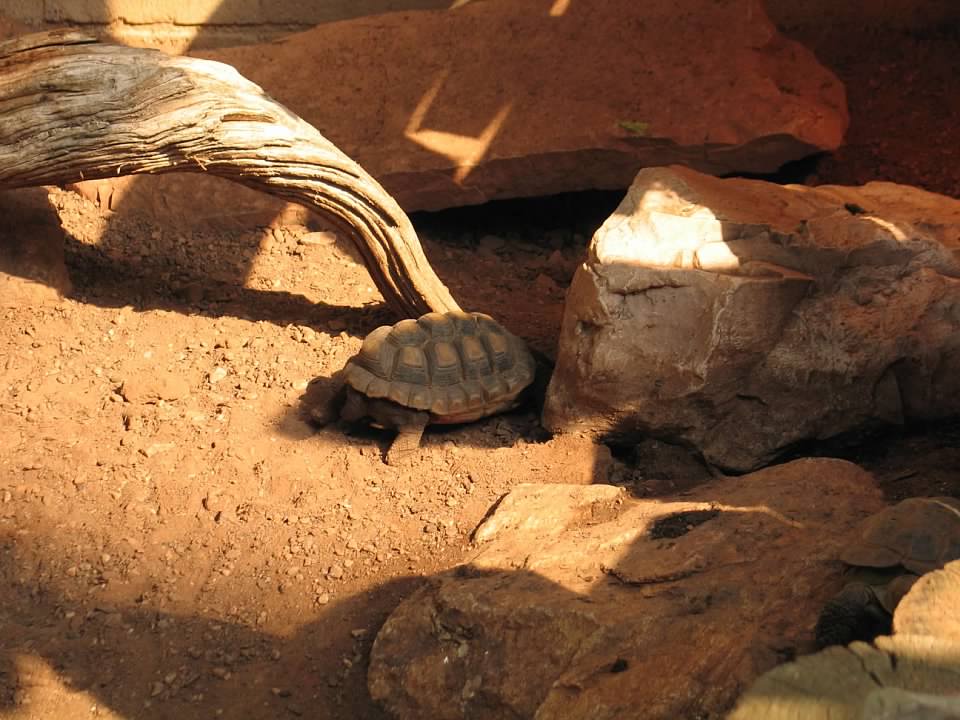 07/27/2014 - Sulcata tortoise (?)