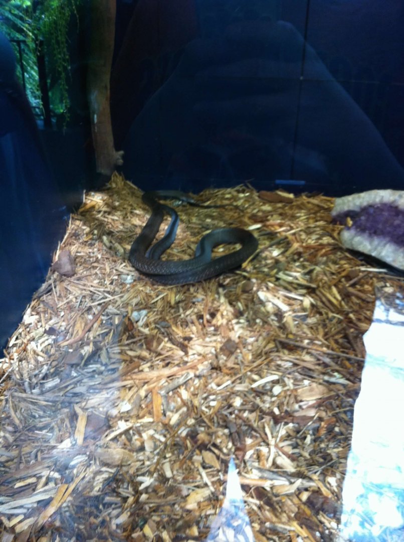 07/27/2014 - Unknown snake