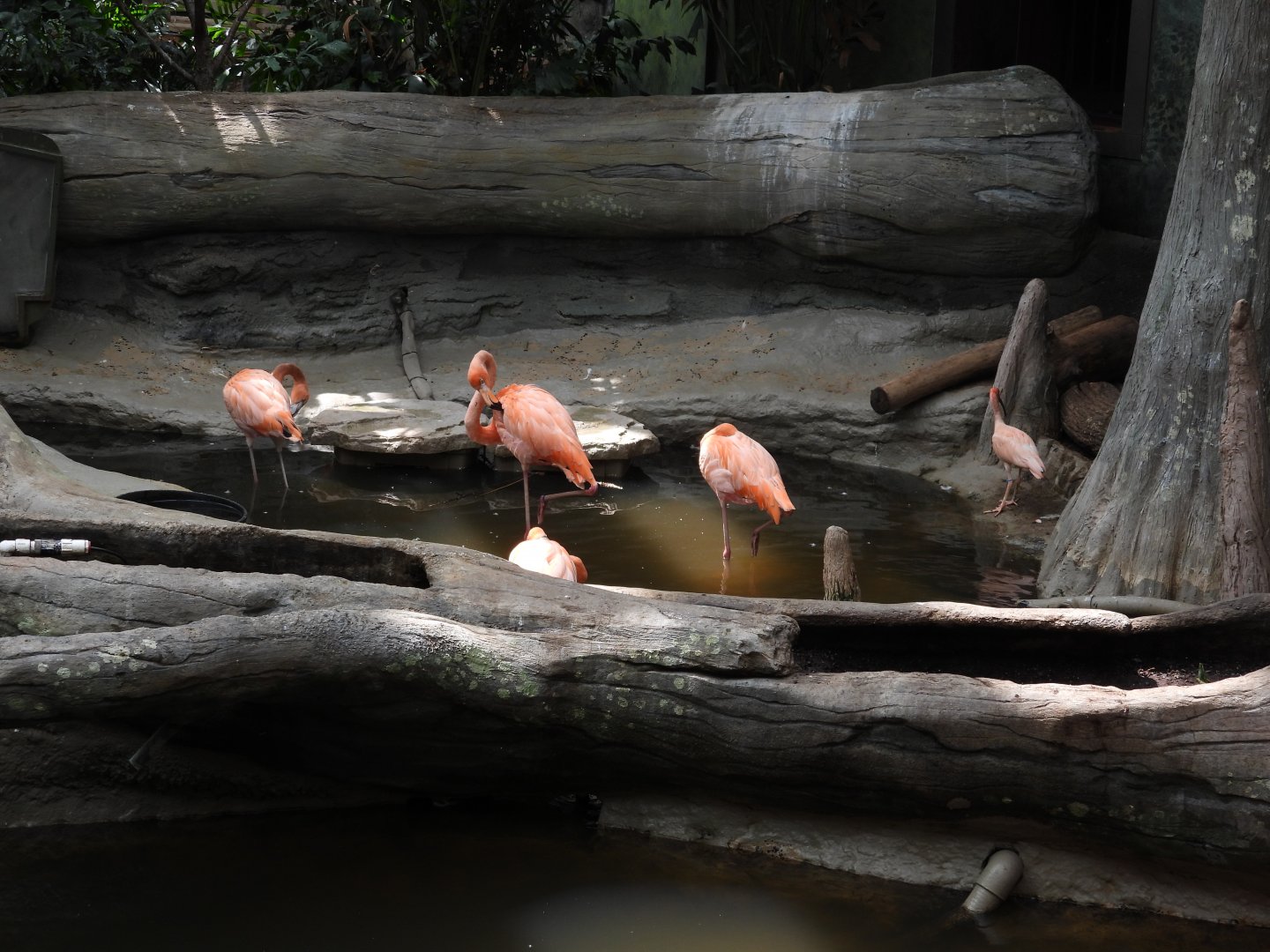 08/12/25 - American Flamingoes (Phoenicopterus ruber)