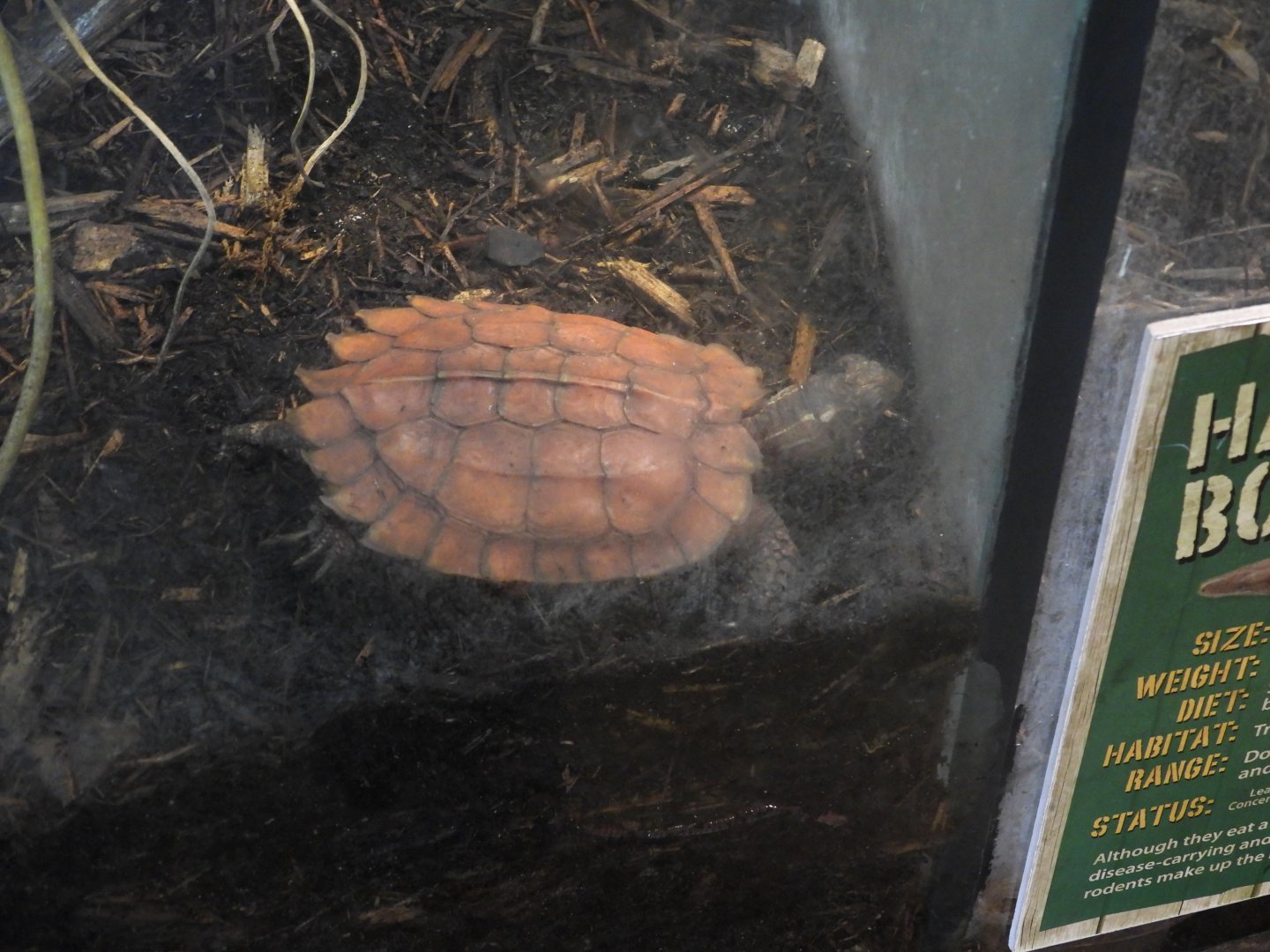 08/12/25 - Black-Breasted Leaf Turtle (Geoemyda spengleri)
