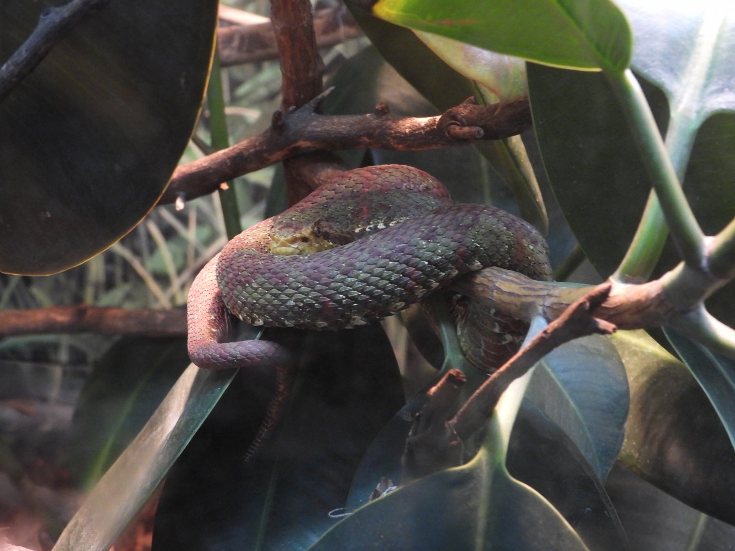 08/12/25 - Eyelash Viper (Bothriechis schlegelii)