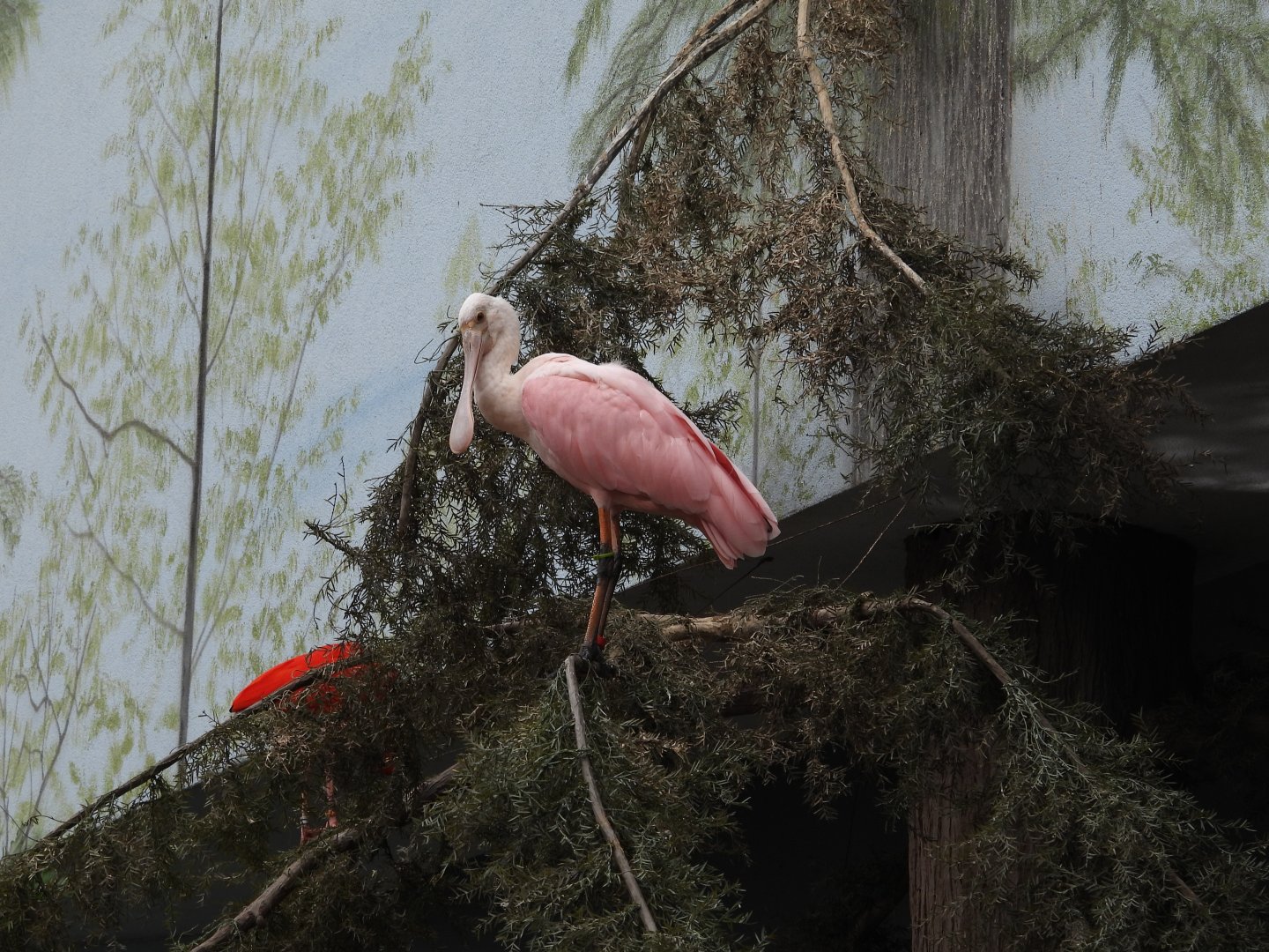 08/12/25 - Roseate Spoonbill (Platalea ajaja)